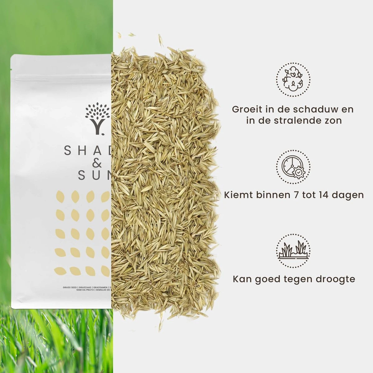 Schaduw Graszaad Voor 50m² Gras | Voor Een Gazon Met Veel Schaduw | Hitte & Droogte Resistent - Afbeelding 3