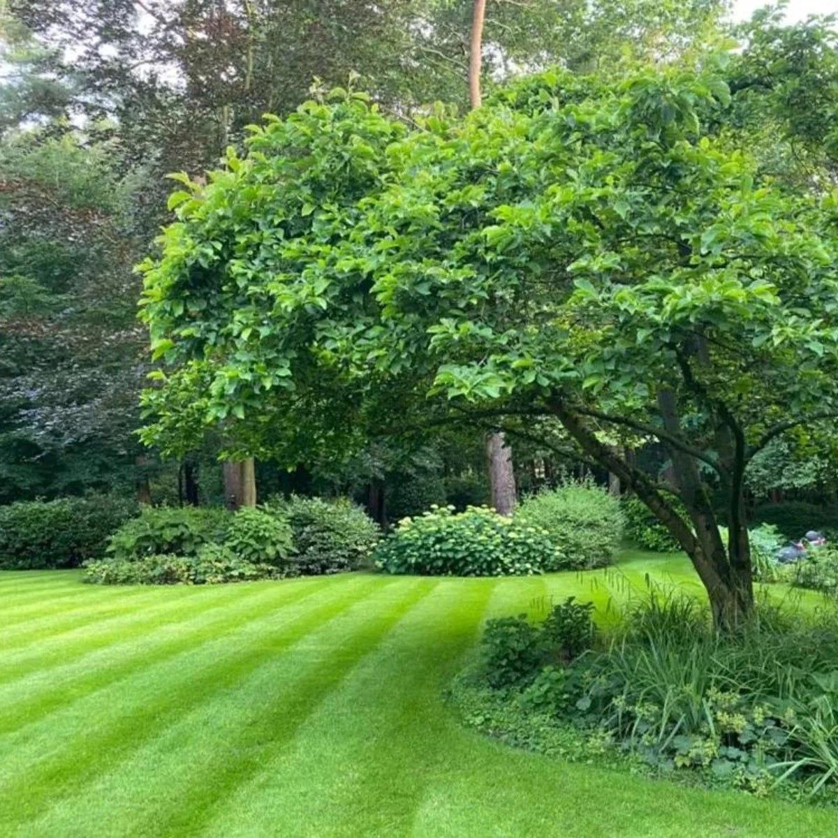Schaduw Graszaad Voor 50m² Gras | Voor Een Gazon Met Veel Schaduw | Hitte & Droogte Resistent - Afbeelding 6