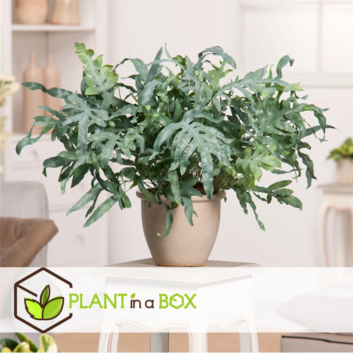 Plant In A Box - Phlebodium Aureum 'Blue Star' - Gemakkelijk Te Verzorgen Blauwvaren - Pot 17cm - Hoogte 40-50cm - Afbeelding 3