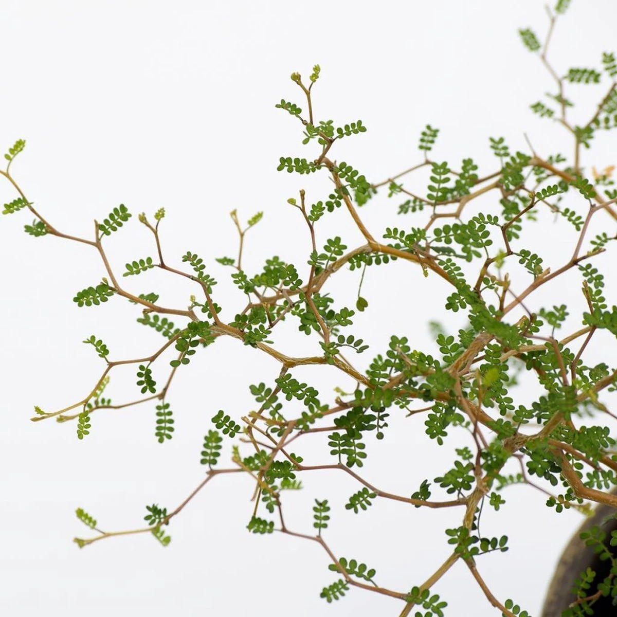 Sophora 'Little Baby' Honingboom- Zigzagstruik - Hoogte 60cm - 2 Liter Pot - Afbeelding 5