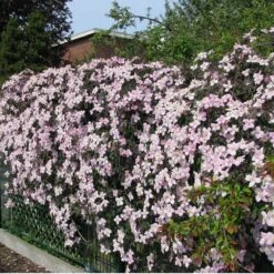 2 X Clematis Montana Rubens - Set Van 2 Klimplanten - Roze, Meerjarig En Winterharde Tuinplanten | 2 X 1,5 Liter Potten