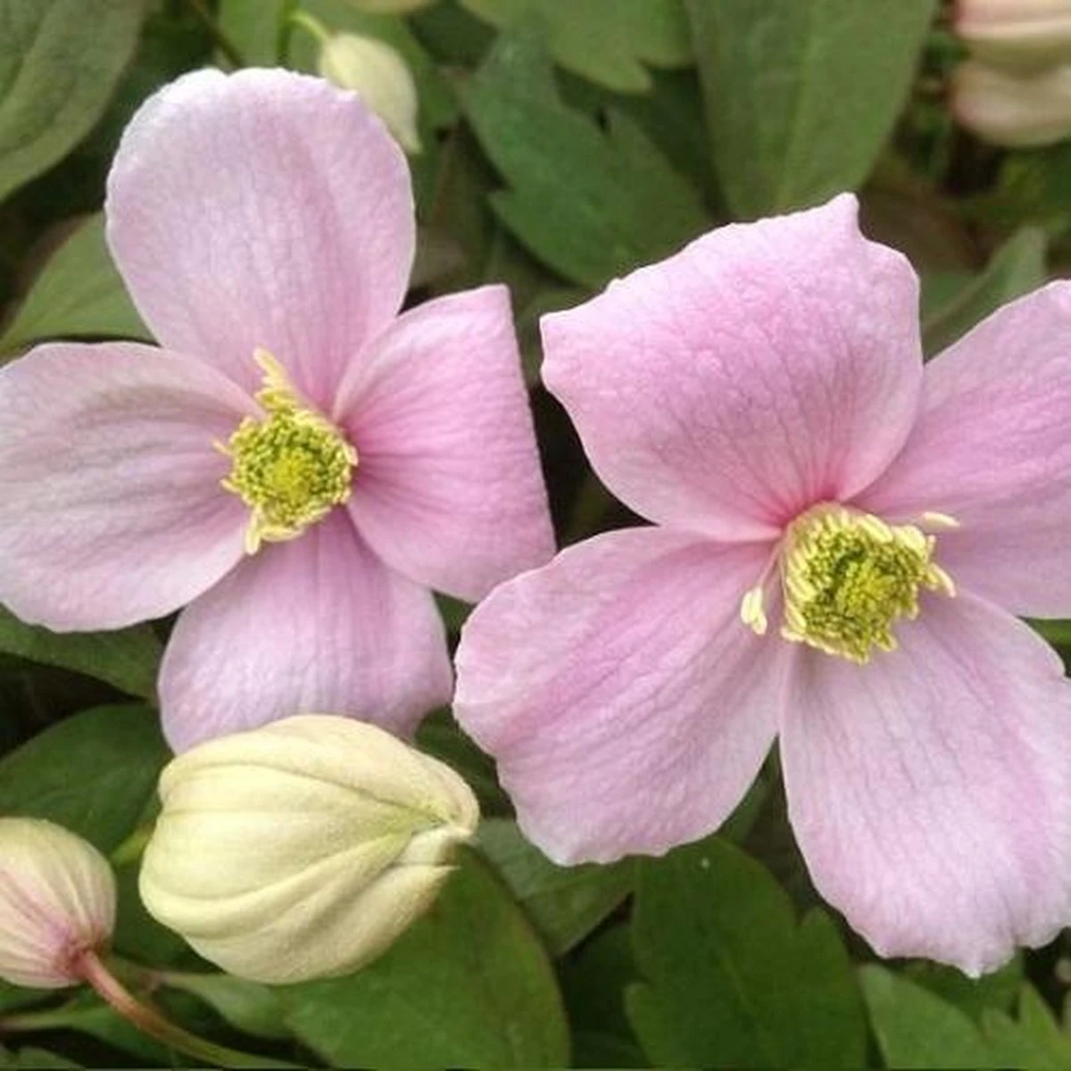 2 X Clematis Montana Rubens - Set Van 2 Klimplanten - Roze, Meerjarig En Winterharde Tuinplanten | 2 X 1,5 Liter Potten - Afbeelding 2
