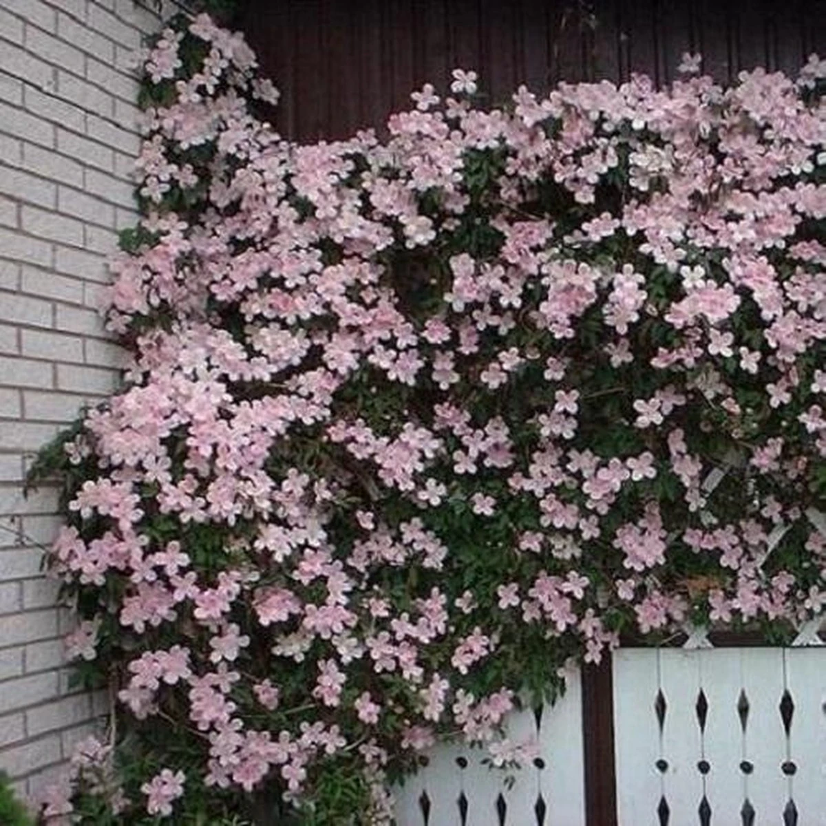 2 X Clematis Montana Rubens - Set Van 2 Klimplanten - Roze, Meerjarig En Winterharde Tuinplanten | 2 X 1,5 Liter Potten - Afbeelding 3