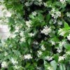 Witte Toscaanse Jasmijn (Sterjasmijn) - Klimplant | Wit - Groenblijvend / Wintergroen En Winterhard - ClematisOnline | 1,5 Liter Pot - Deze Jasmijn Plant Kan Gecombineerd Worden Met Andere Klimplanten Zoals Clematis Of Rozen In Bijv. Een Klimrek