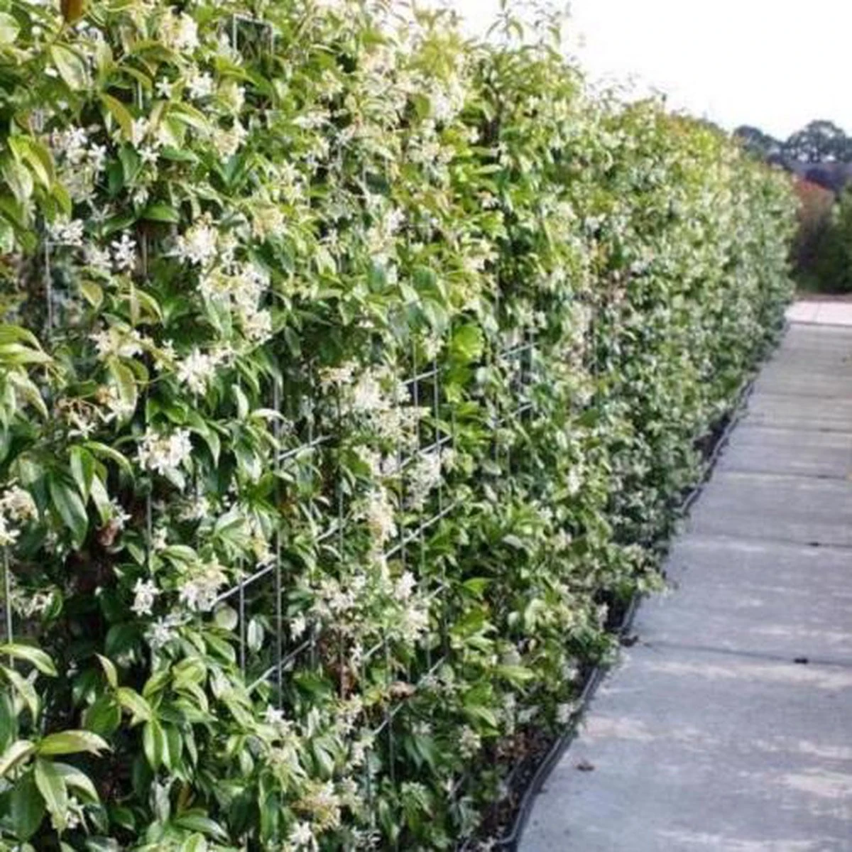 Witte Toscaanse Jasmijn (Sterjasmijn) - Klimplant | Wit - Groenblijvend / Wintergroen En Winterhard - ClematisOnline | 1,5 Liter Pot - Deze Jasmijn Plant Kan Gecombineerd Worden Met Andere Klimplanten Zoals Clematis Of Rozen In Bijv. Een Klimrek - Afbeelding 2