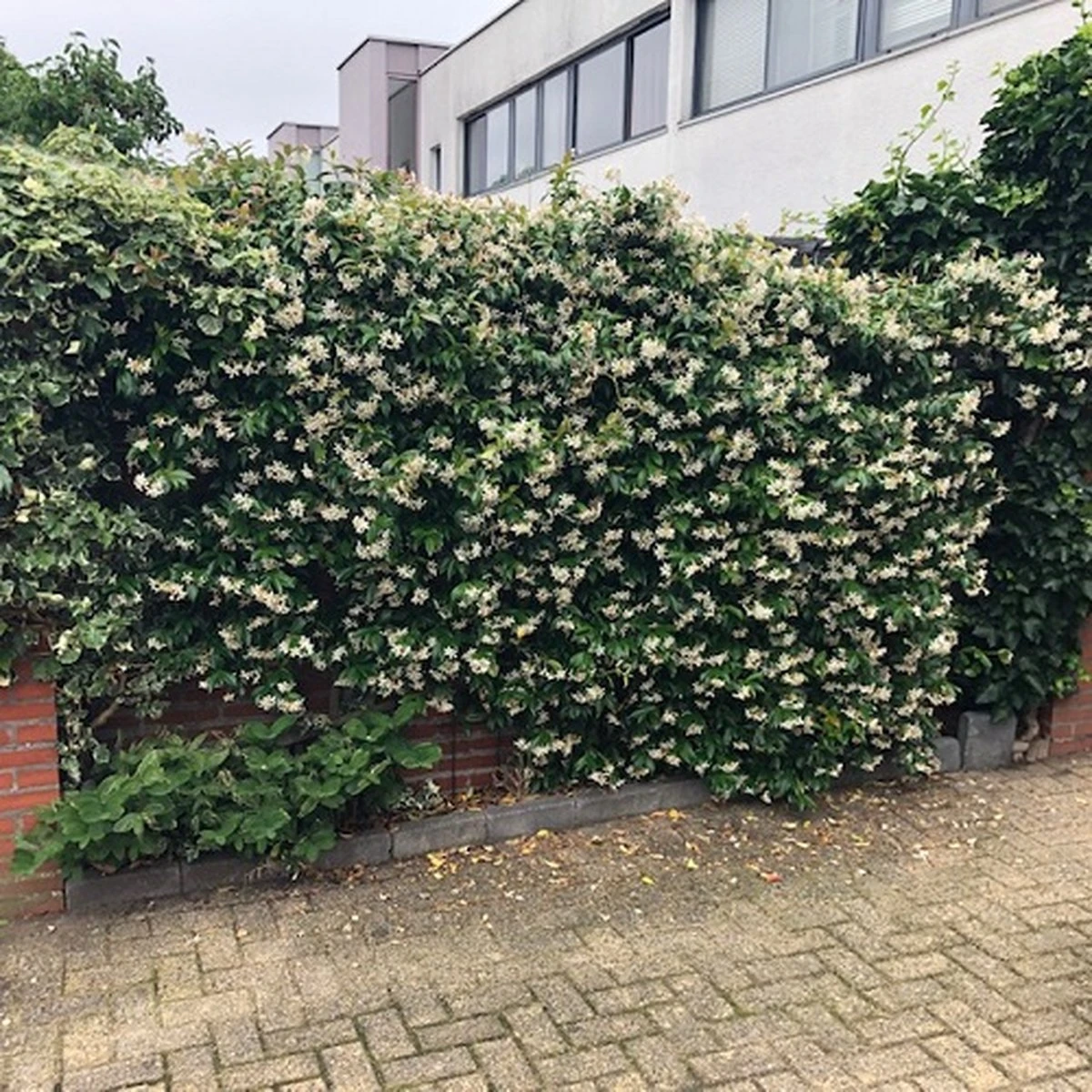 Witte Toscaanse Jasmijn (Sterjasmijn) - Klimplant | Wit - Groenblijvend / Wintergroen En Winterhard - ClematisOnline | 1,5 Liter Pot - Deze Jasmijn Plant Kan Gecombineerd Worden Met Andere Klimplanten Zoals Clematis Of Rozen In Bijv. Een Klimrek - Afbeelding 5