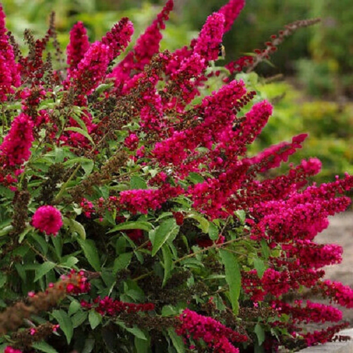 Buddleja Vlinderstruik 'Davidii Royal Red' - Rood, Meerjarig En Winterhard - Vlinderplant / Vlinderstruiken - Aantrekkelijk Voor De Vlinder | 1.5 Liter Pot