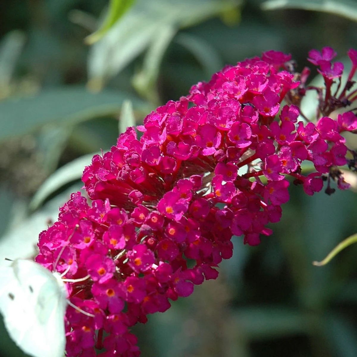 Buddleja Vlinderstruik 'Davidii Royal Red' - Rood, Meerjarig En Winterhard - Vlinderplant / Vlinderstruiken - Aantrekkelijk Voor De Vlinder | 1.5 Liter Pot - Afbeelding 2