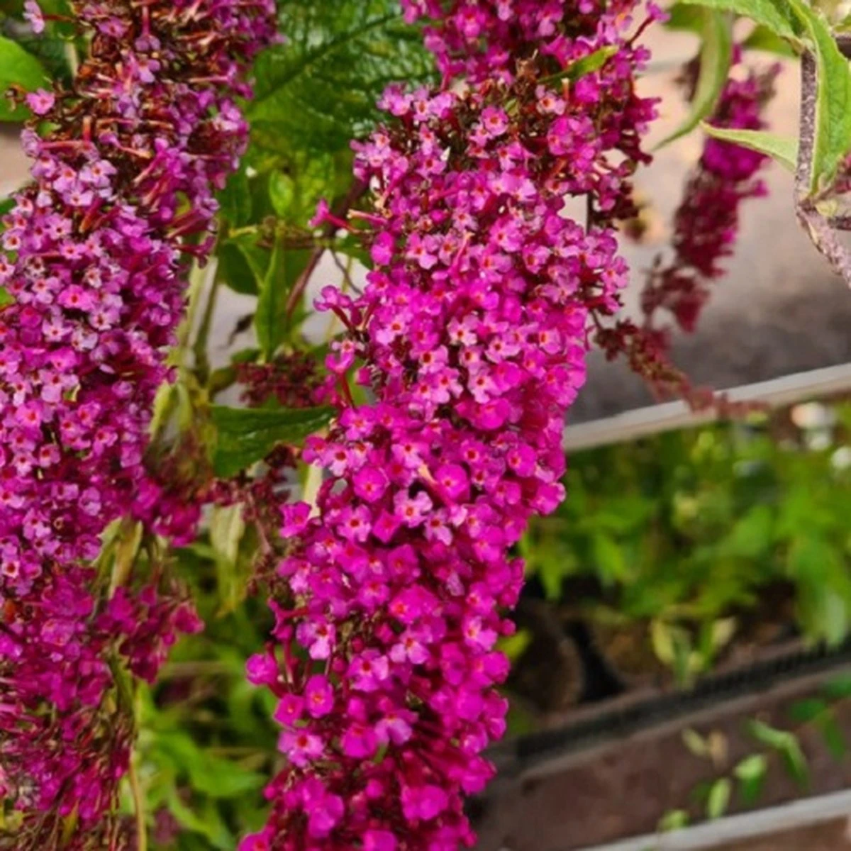 Buddleja Vlinderstruik 'Davidii Royal Red' - Rood, Meerjarig En Winterhard - Vlinderplant / Vlinderstruiken - Aantrekkelijk Voor De Vlinder | 1.5 Liter Pot - Afbeelding 4