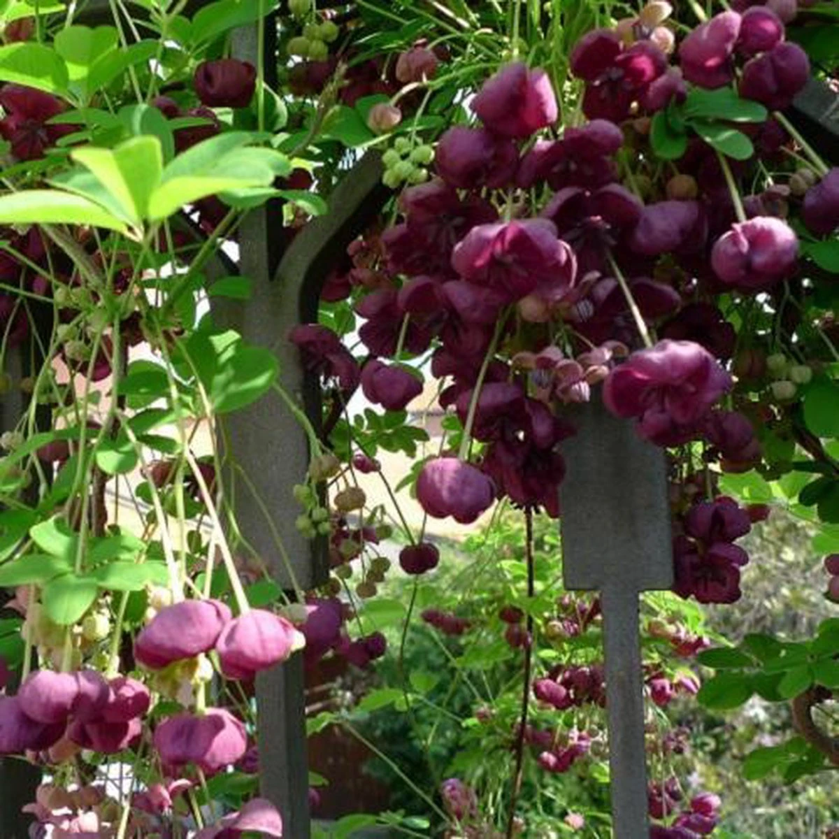 Akebia Quinata - Klimplant | Paars - Meerjarig En Groenblijvende Tuinplanten / Wintergroen - Bijnamen: Schijnaugurk / Klimbes | 1,5 Liter Pot - Afbeelding 4
