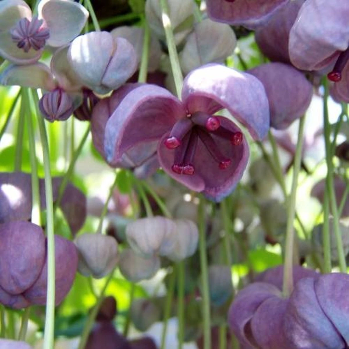 Akebia Quinata - Klimplant | Paars - Meerjarig En Groenblijvende Tuinplanten / Wintergroen - Bijnamen: Schijnaugurk / Klimbes | 1,5 Liter Pot - Afbeelding 6