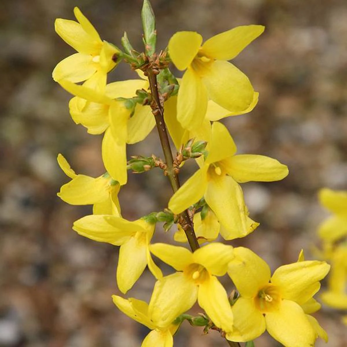 Forsythia Intermedia 'Lynwood' - Chinees Klokje 50-60 Cm In Pot - Afbeelding 2