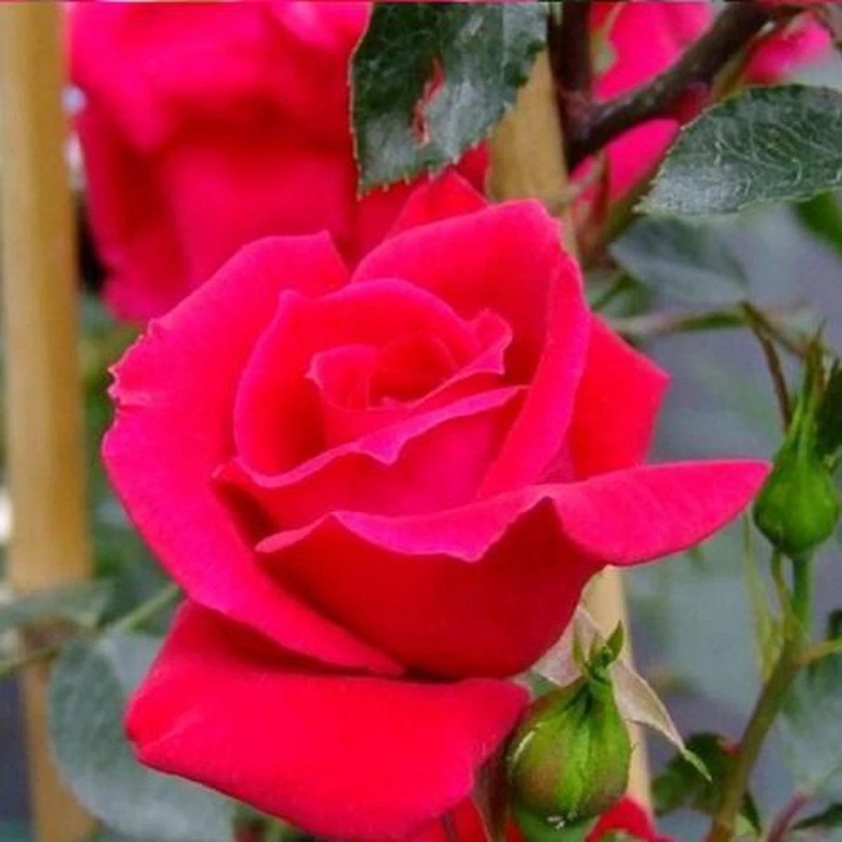 New Dawn Rouge - Klimroos | Rood Doorbloeiende Roos (bloeit Na Bloei Nogmaals) - Meerjarig En Winterhard - Klimplant - Afbeelding 2