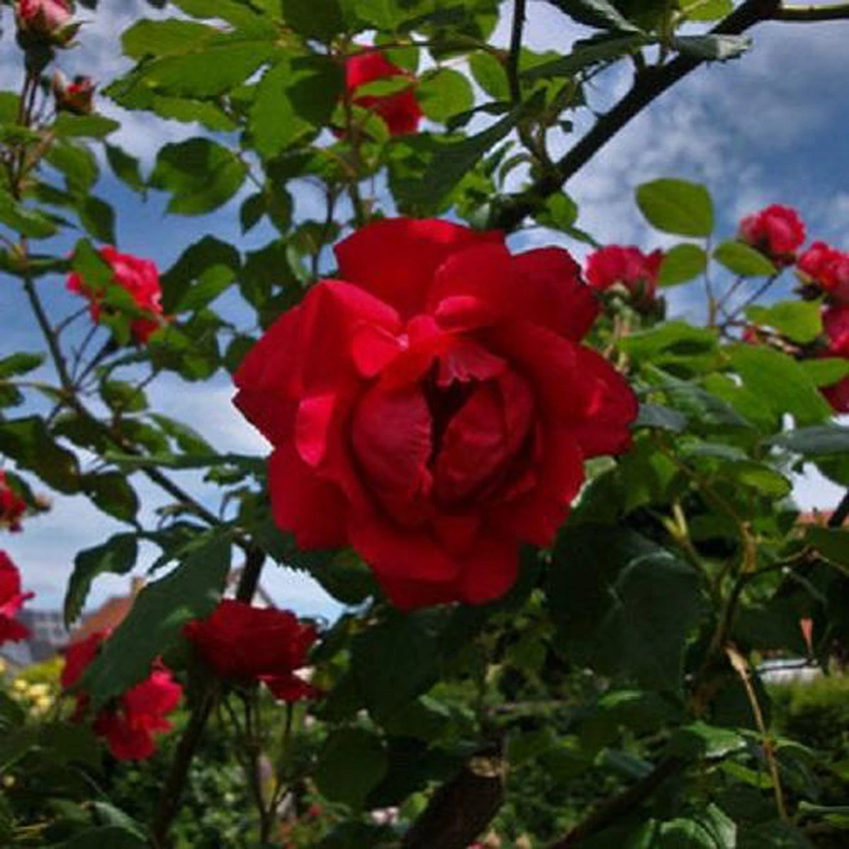 New Dawn Rouge - Klimroos | Rood Doorbloeiende Roos (bloeit Na Bloei Nogmaals) - Meerjarig En Winterhard - Klimplant - Afbeelding 4