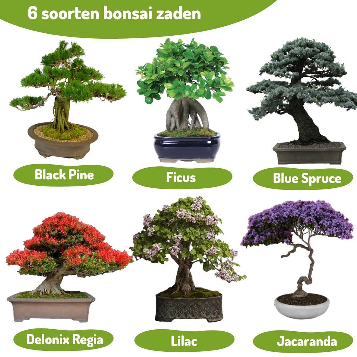 Bonsai Zaden 6 Soorten Incl. E-Book - Kweekset - Boompje In Pot - Kamerplanten – Kerstcadeau - Afbeelding 4