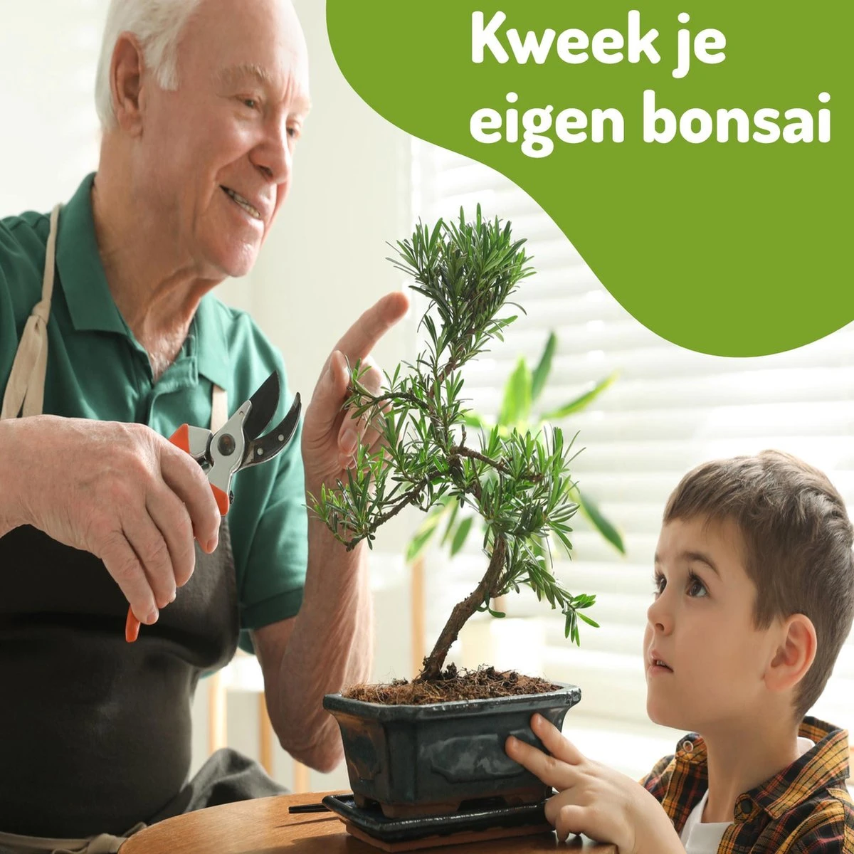 Bonsai Zaden 6 Soorten Incl. E-Book - Kweekset - Boompje In Pot - Kamerplanten – Kerstcadeau - Afbeelding 6