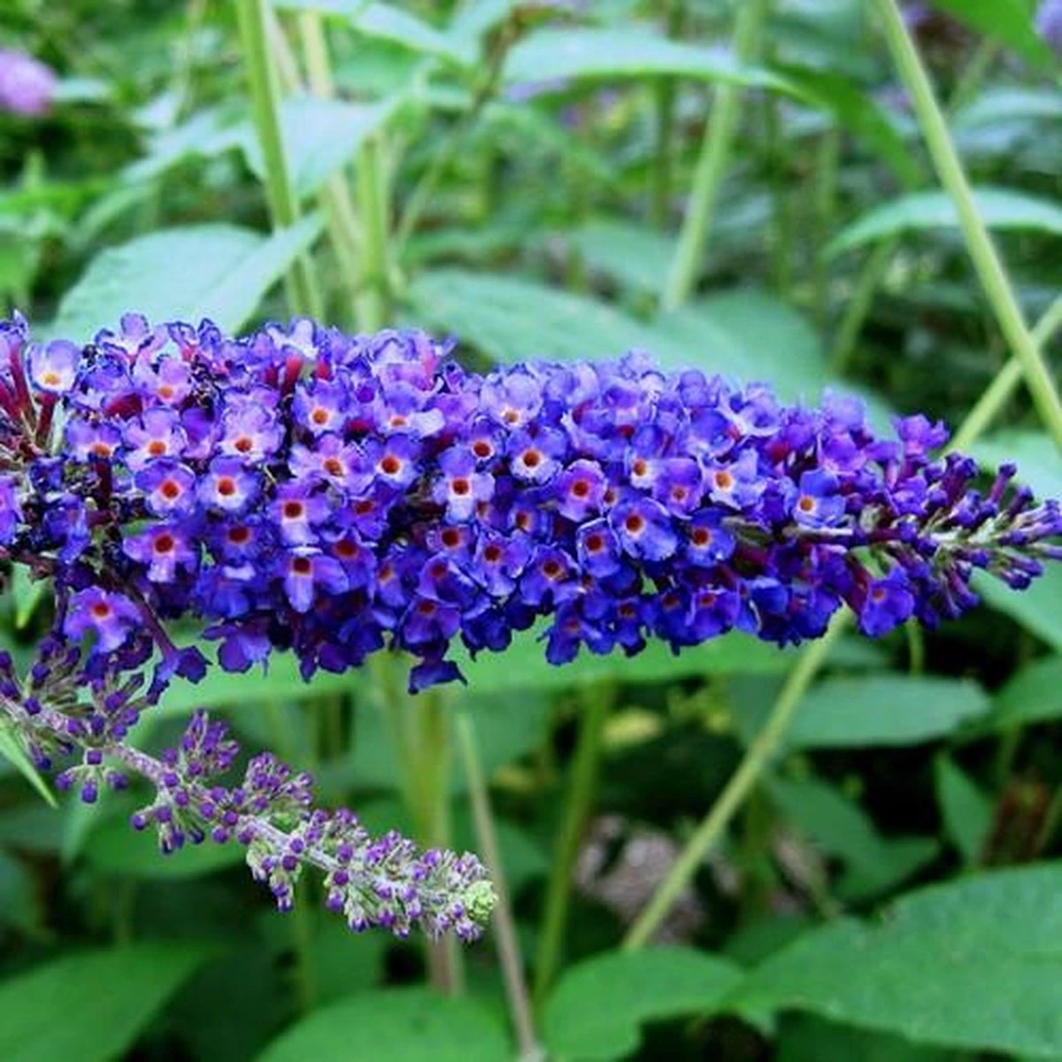 Buddleja Vlinderstruik Empire Blue - Blauwe Bloemen, Meerjarig En Winterhard | Vlinderplant / Vlinderstruiken - Aantrekkelijk Voor De Vlinder | 1.5 Liter Pot - Afbeelding 4