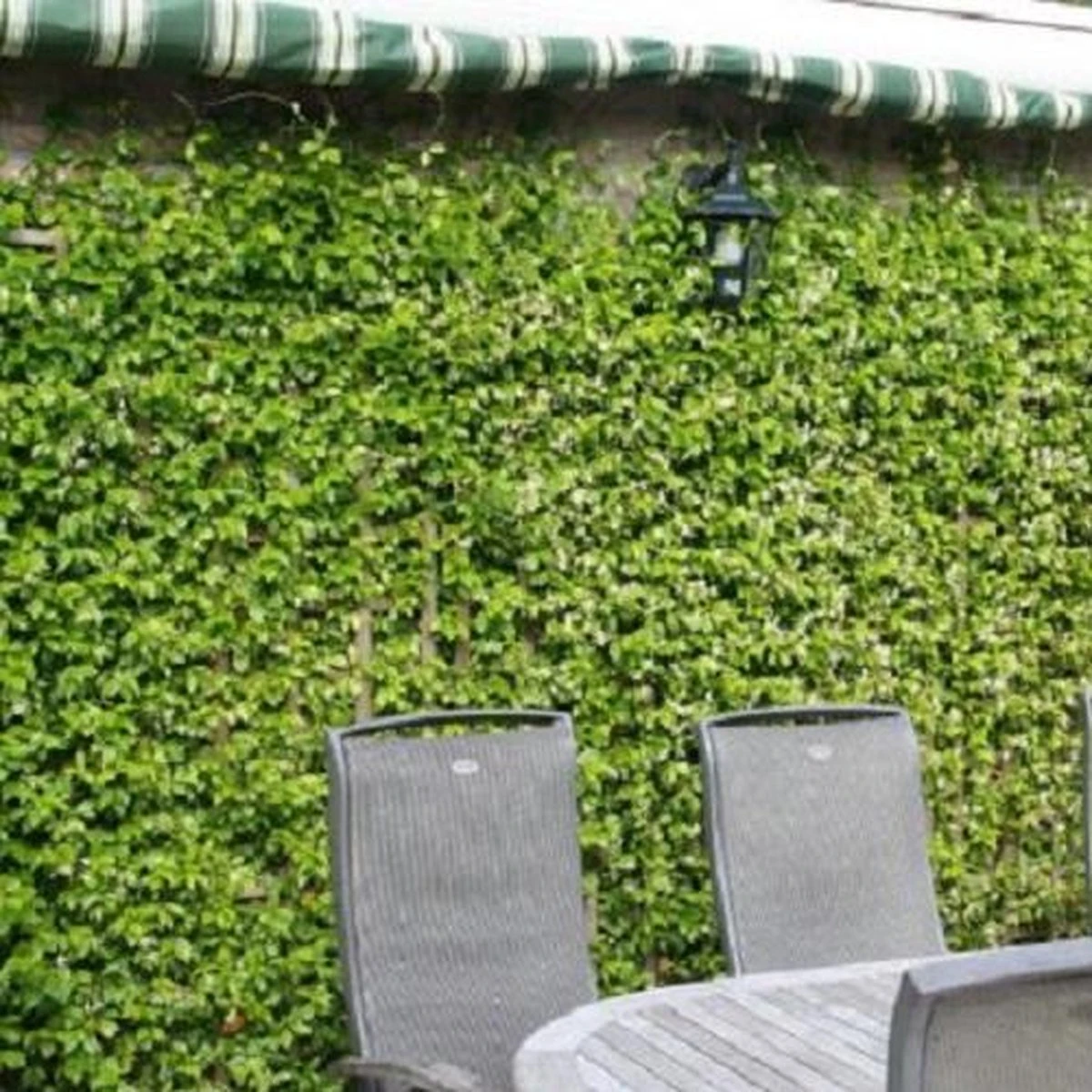 3 X Toscaanse Jasmijn Gemengd (3 Halen, 2 Betalen!) - Mix Geel, Wit En Roze Jasmijn Plant | Groenblijvend/Wintergroen En Winterhard - Klimplanten - Goed Voor 1 Strekkende Meter Haag Met Bloemen | 3 X 1,5 Liter Pot - Te Combineren Met Rozen In Klimrek - Afbeelding 2