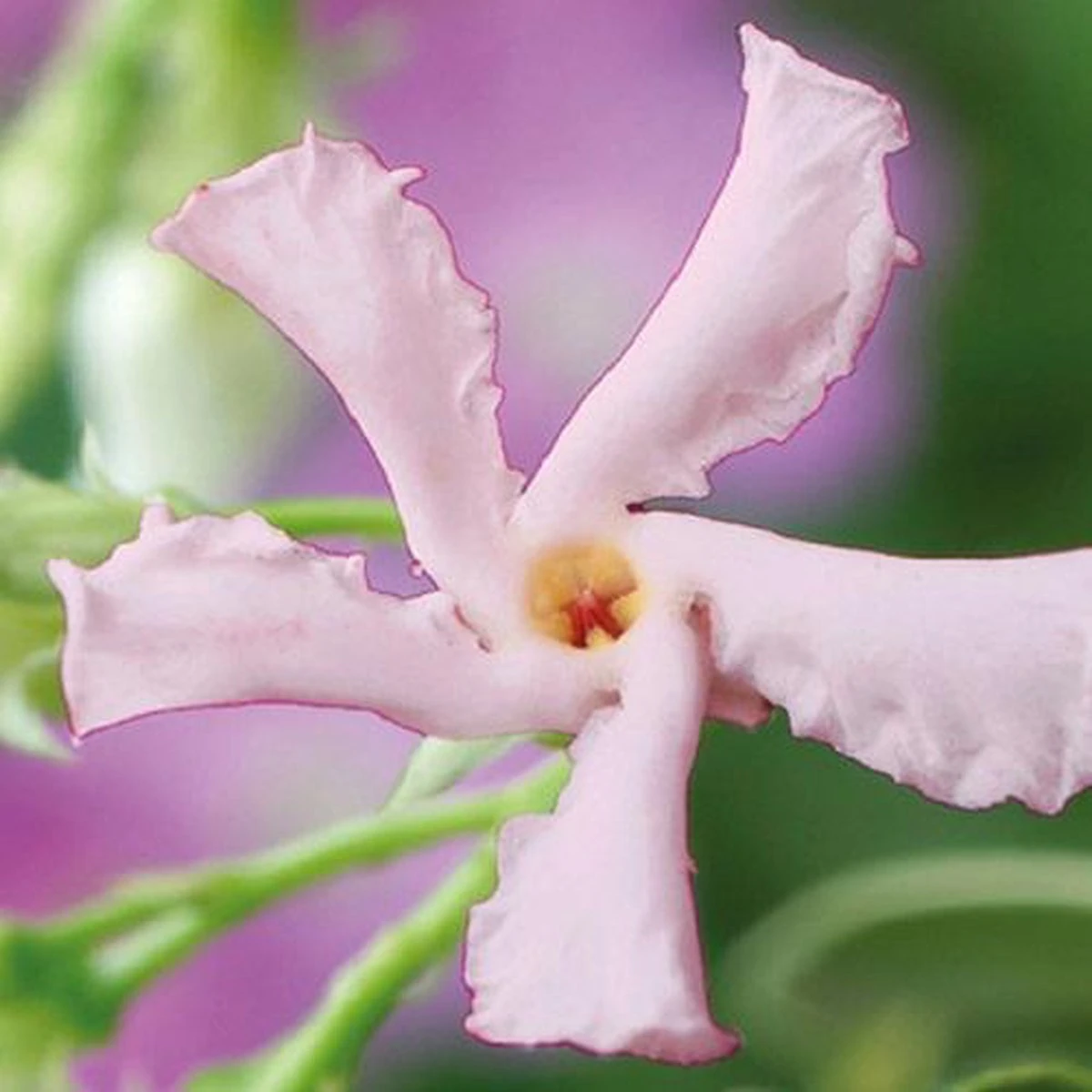 3 X Toscaanse Jasmijn Gemengd (3 Halen, 2 Betalen!) - Mix Geel, Wit En Roze Jasmijn Plant | Groenblijvend/Wintergroen En Winterhard - Klimplanten - Goed Voor 1 Strekkende Meter Haag Met Bloemen | 3 X 1,5 Liter Pot - Te Combineren Met Rozen In Klimrek - Afbeelding 5