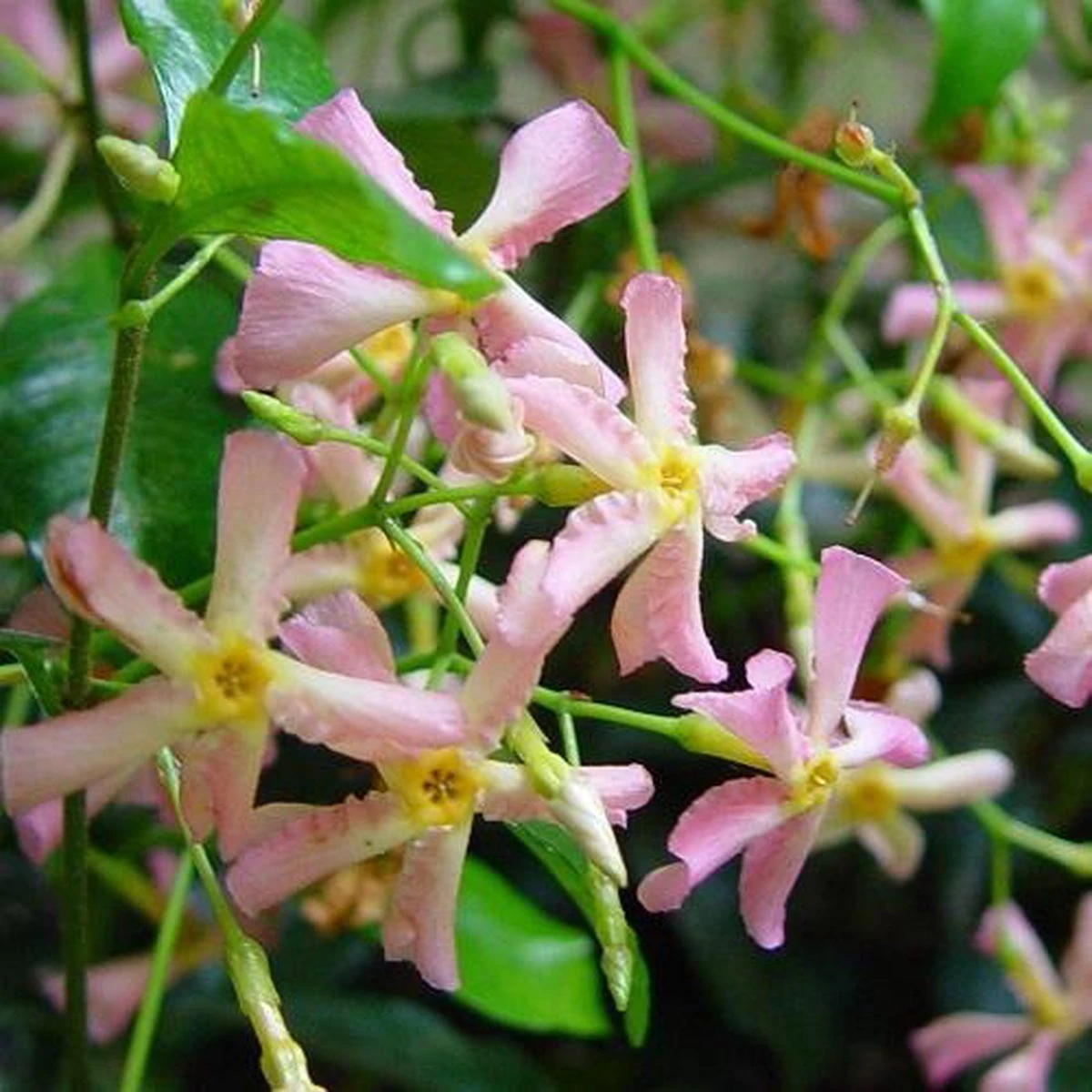 3 X Toscaanse Jasmijn Gemengd (3 Halen, 2 Betalen!) - Mix Geel, Wit En Roze Jasmijn Plant | Groenblijvend/Wintergroen En Winterhard - Klimplanten - Goed Voor 1 Strekkende Meter Haag Met Bloemen | 3 X 1,5 Liter Pot - Te Combineren Met Rozen In Klimrek - Afbeelding 8