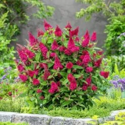 Merkloos 2x Buddleja Davidii Butterfly Candy ´Little Ruby´ – Dwergvlinderstruik In C3 Liter Pot