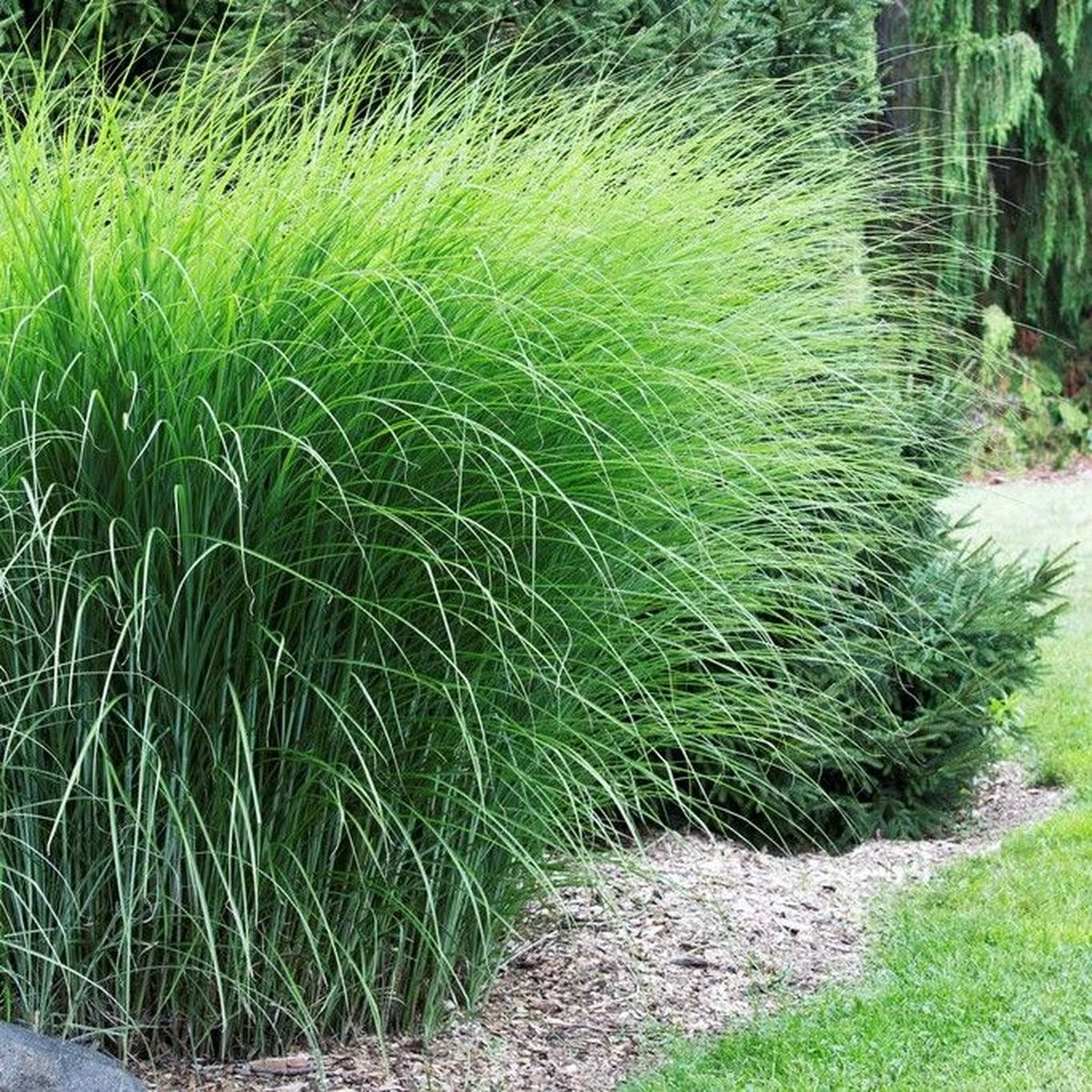 GP 12 X Prachtriet Gracillimus - Winterhard Siergras - Miscanthus Sinensis 'Gracillimus' In 9x9cm Pot Met Hoogte 5-10cm - Afbeelding 2