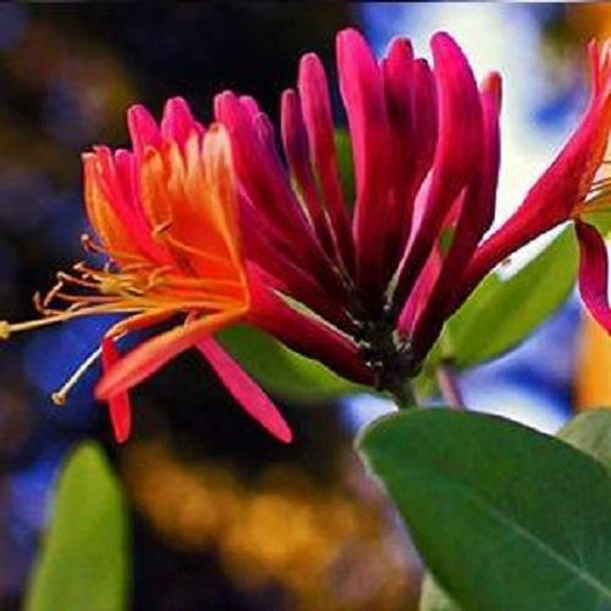 2 X Kamperfoelie Red World (Lonicera - Groenblijvend / Wintergroen): Set Van 2 Kamperfoelie Red World Klimplanten - Rood/Oranje & Winterharde Tuinplanten | 2 X 1,5 Liter Potten