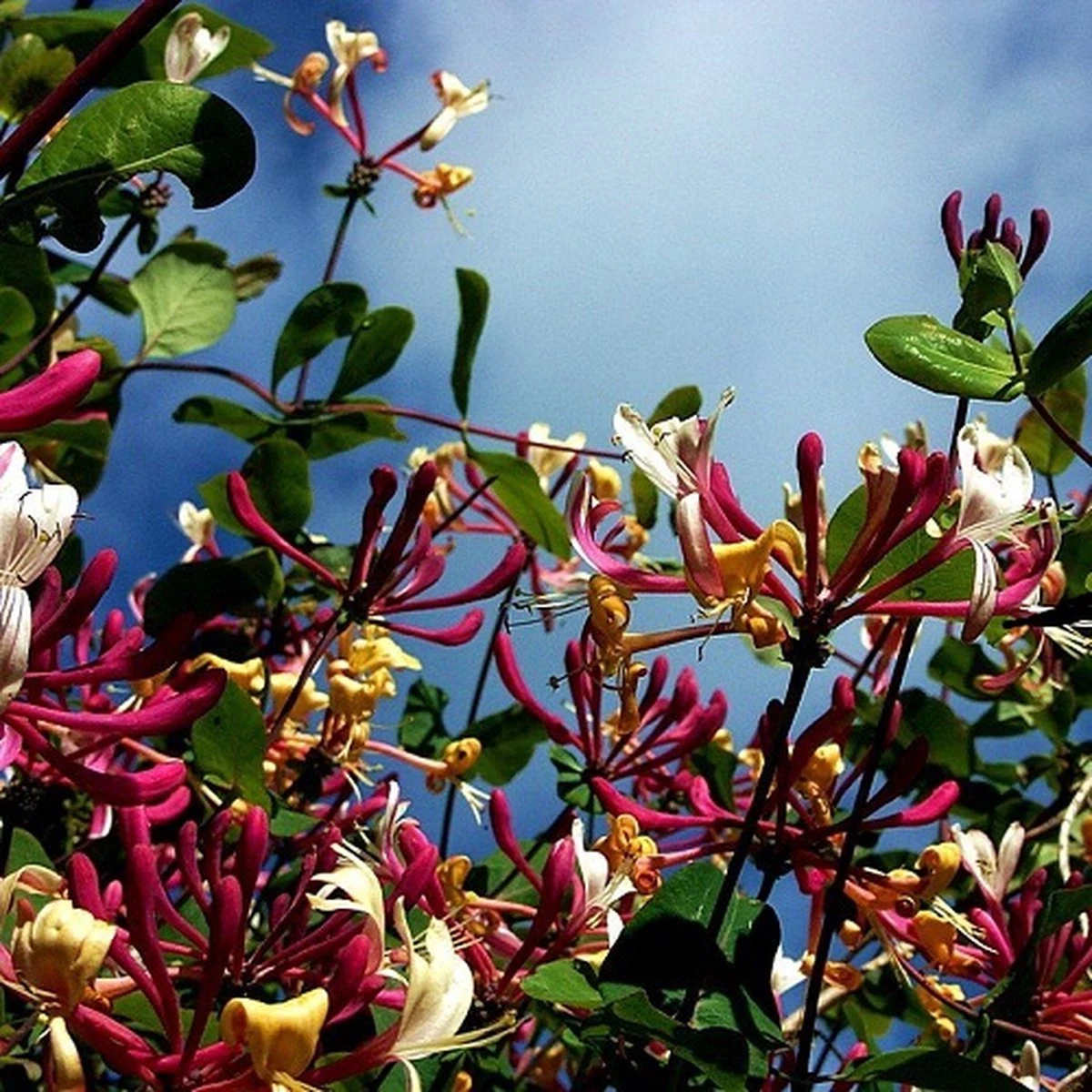 2 X Kamperfoelie Red World (Lonicera - Groenblijvend / Wintergroen): Set Van 2 Kamperfoelie Red World Klimplanten - Rood/Oranje & Winterharde Tuinplanten | 2 X 1,5 Liter Potten - Afbeelding 2