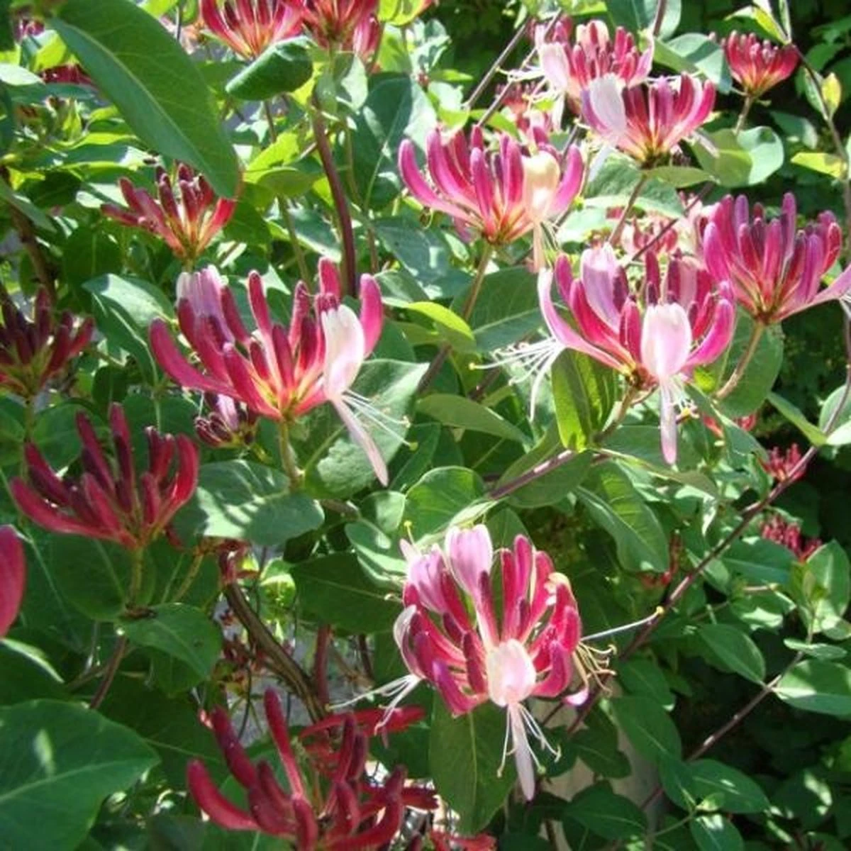 2 X Kamperfoelie Red World (Lonicera - Groenblijvend / Wintergroen): Set Van 2 Kamperfoelie Red World Klimplanten - Rood/Oranje & Winterharde Tuinplanten | 2 X 1,5 Liter Potten - Afbeelding 3