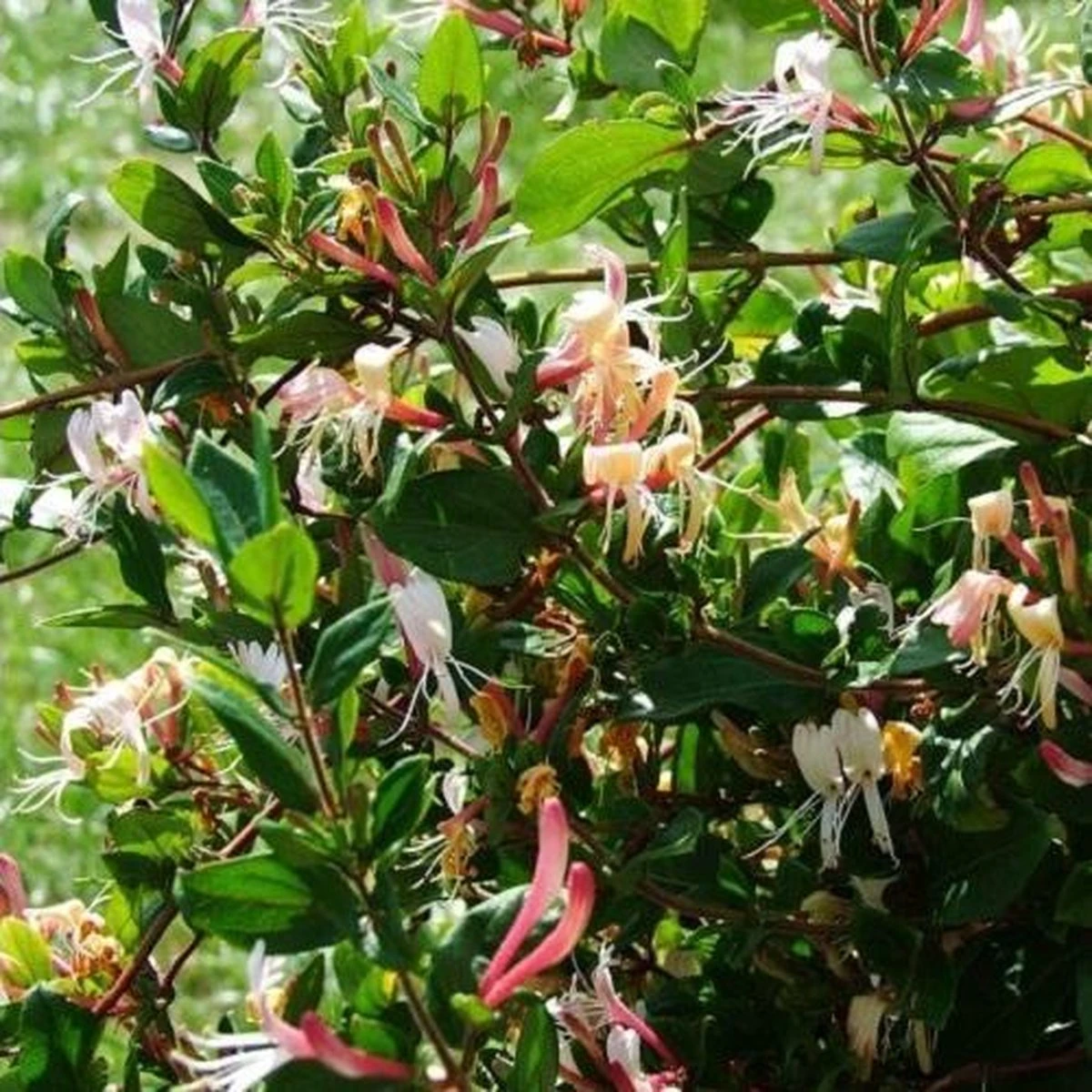 2 X Kamperfoelie Red World (Lonicera - Groenblijvend / Wintergroen): Set Van 2 Kamperfoelie Red World Klimplanten - Rood/Oranje & Winterharde Tuinplanten | 2 X 1,5 Liter Potten - Afbeelding 4