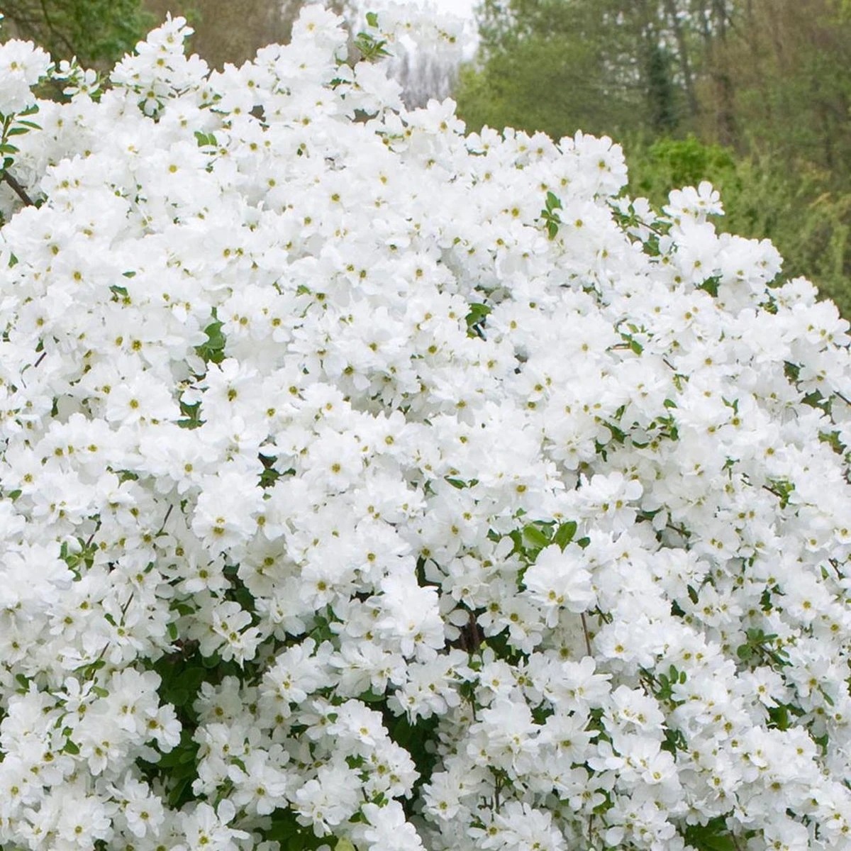 Exochorda 'The Bride' - Parelstruik 50-60 Cm Pot - Afbeelding 3