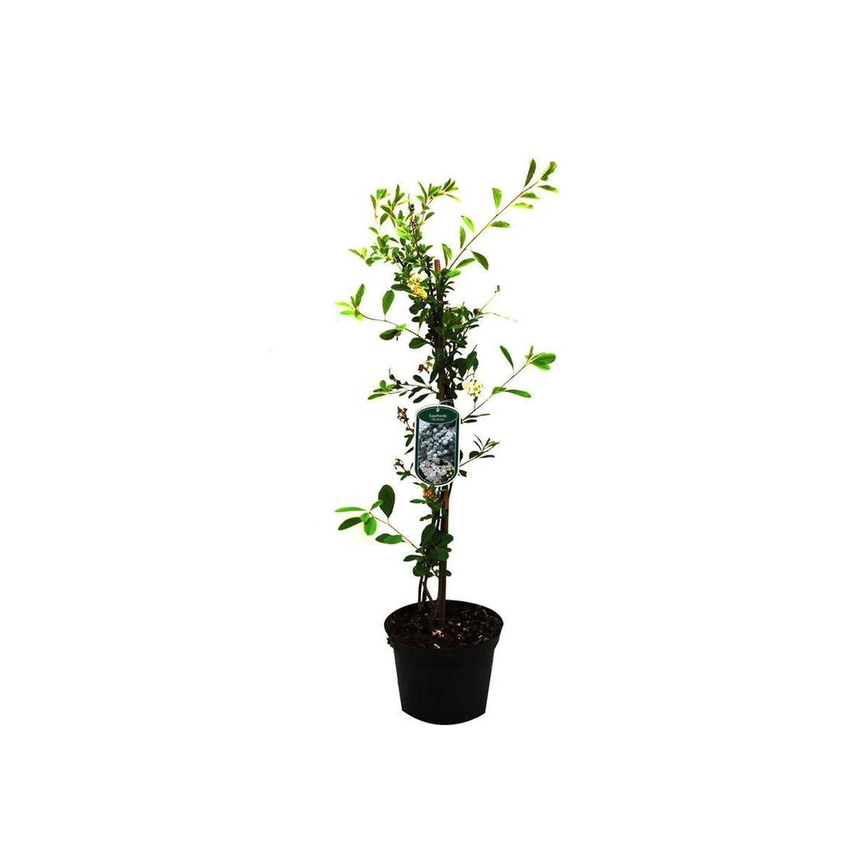 Exochorda 'The Bride' - Parelstruik 50-60 Cm Pot - Afbeelding 4