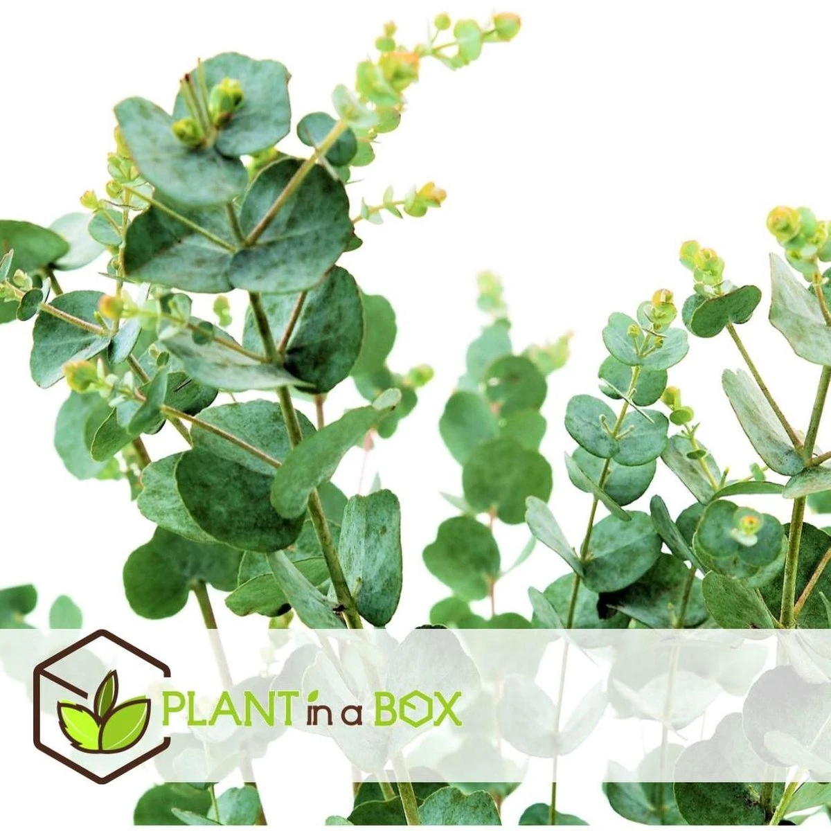 Plant In A Box - Eucalyptus Pulverulenta 'Baby Blue' - Set Van 2 - Pot 13cm - Hoogte 25-40cm - Afbeelding 2