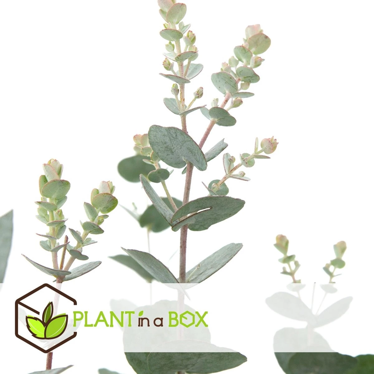 Plant In A Box - Eucalyptus Pulverulenta 'Baby Blue' - Set Van 2 - Pot 13cm - Hoogte 25-40cm - Afbeelding 7