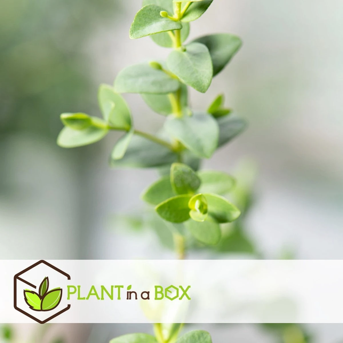 Plant In A Box - Eucalyptus Pulverulenta 'Baby Blue' - Set Van 2 - Pot 13cm - Hoogte 25-40cm - Afbeelding 8