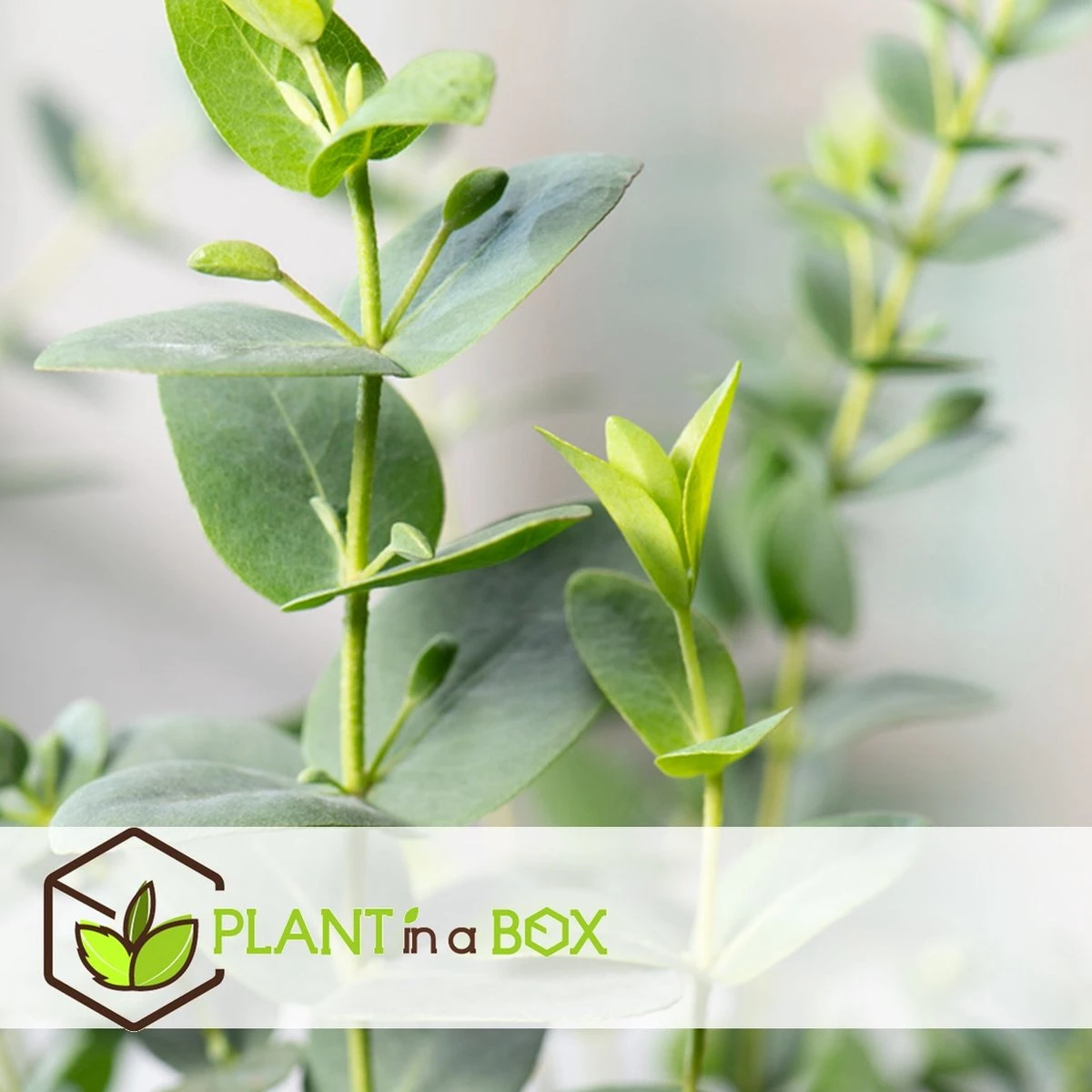 Plant In A Box - Eucalyptus Pulverulenta 'Baby Blue' - Set Van 2 - Pot 13cm - Hoogte 25-40cm - Afbeelding 12