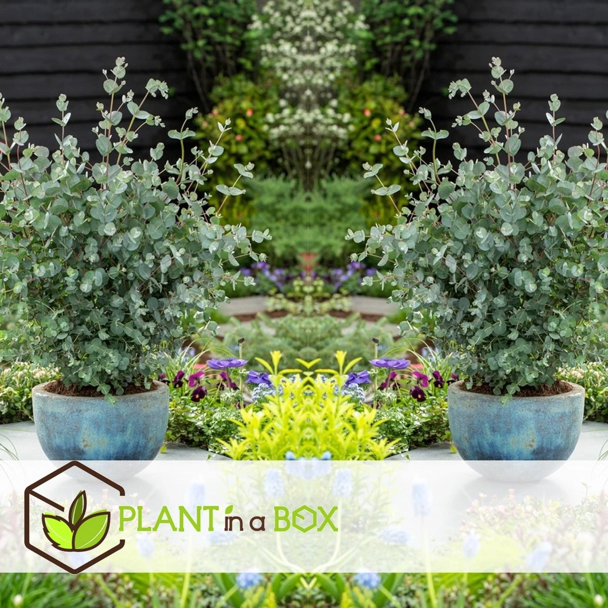 Plant In A Box - Eucalyptus Pulverulenta 'Baby Blue' - Set Van 2 - Pot 13cm - Hoogte 25-40cm - Afbeelding 14