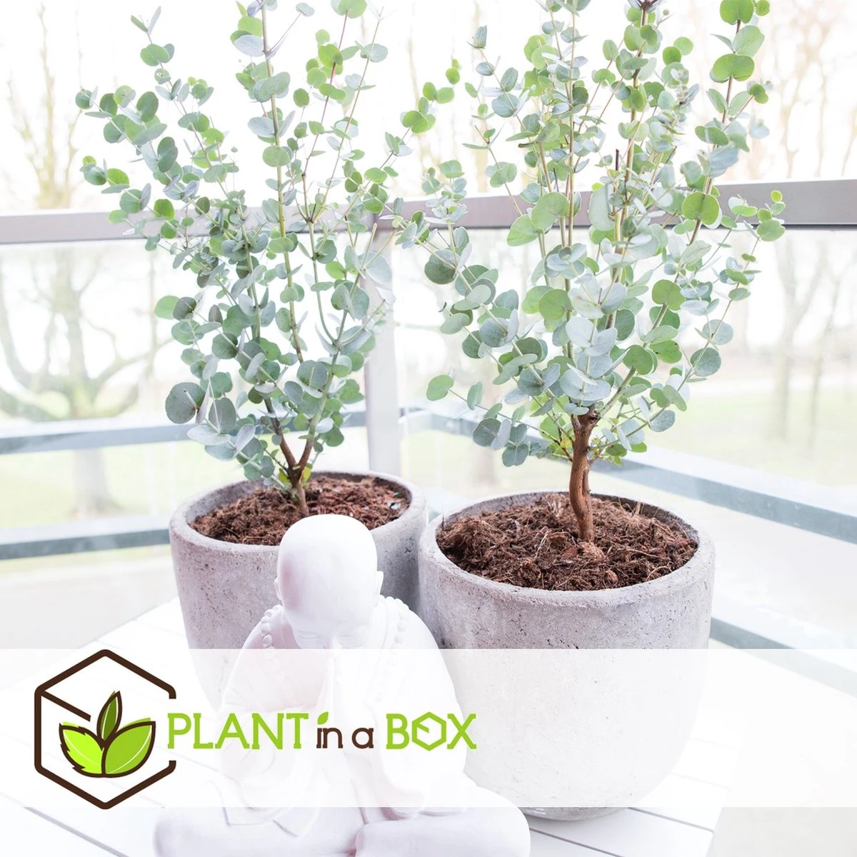 Plant In A Box - Eucalyptus Pulverulenta 'Baby Blue' - Set Van 2 - Pot 13cm - Hoogte 25-40cm - Afbeelding 15