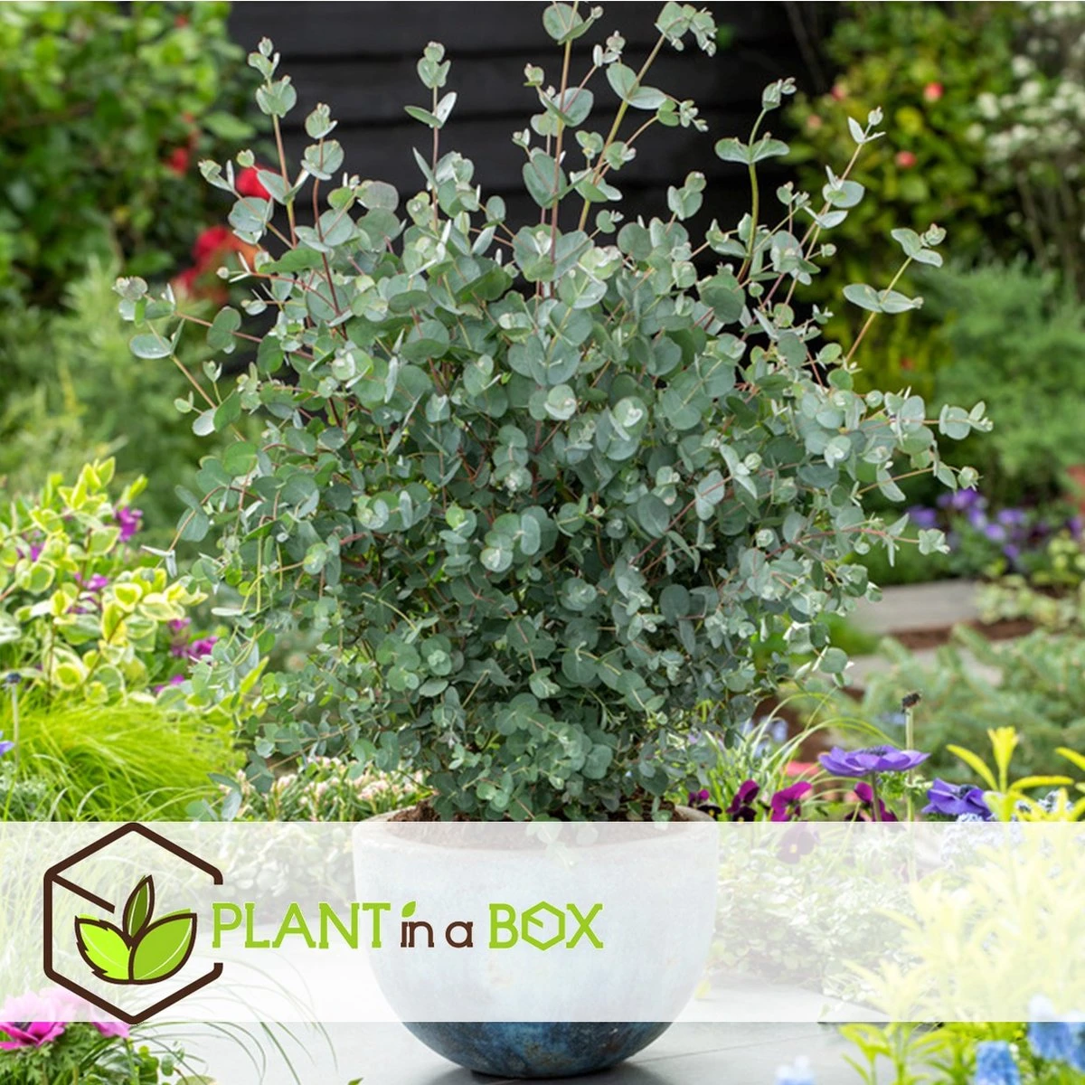Plant In A Box - Eucalyptus Pulverulenta 'Baby Blue' - Set Van 2 - Pot 13cm - Hoogte 25-40cm - Afbeelding 19