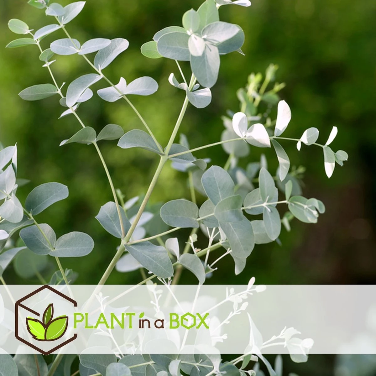 Plant In A Box - Eucalyptus Pulverulenta 'Baby Blue' - Set Van 2 - Pot 13cm - Hoogte 25-40cm - Afbeelding 20