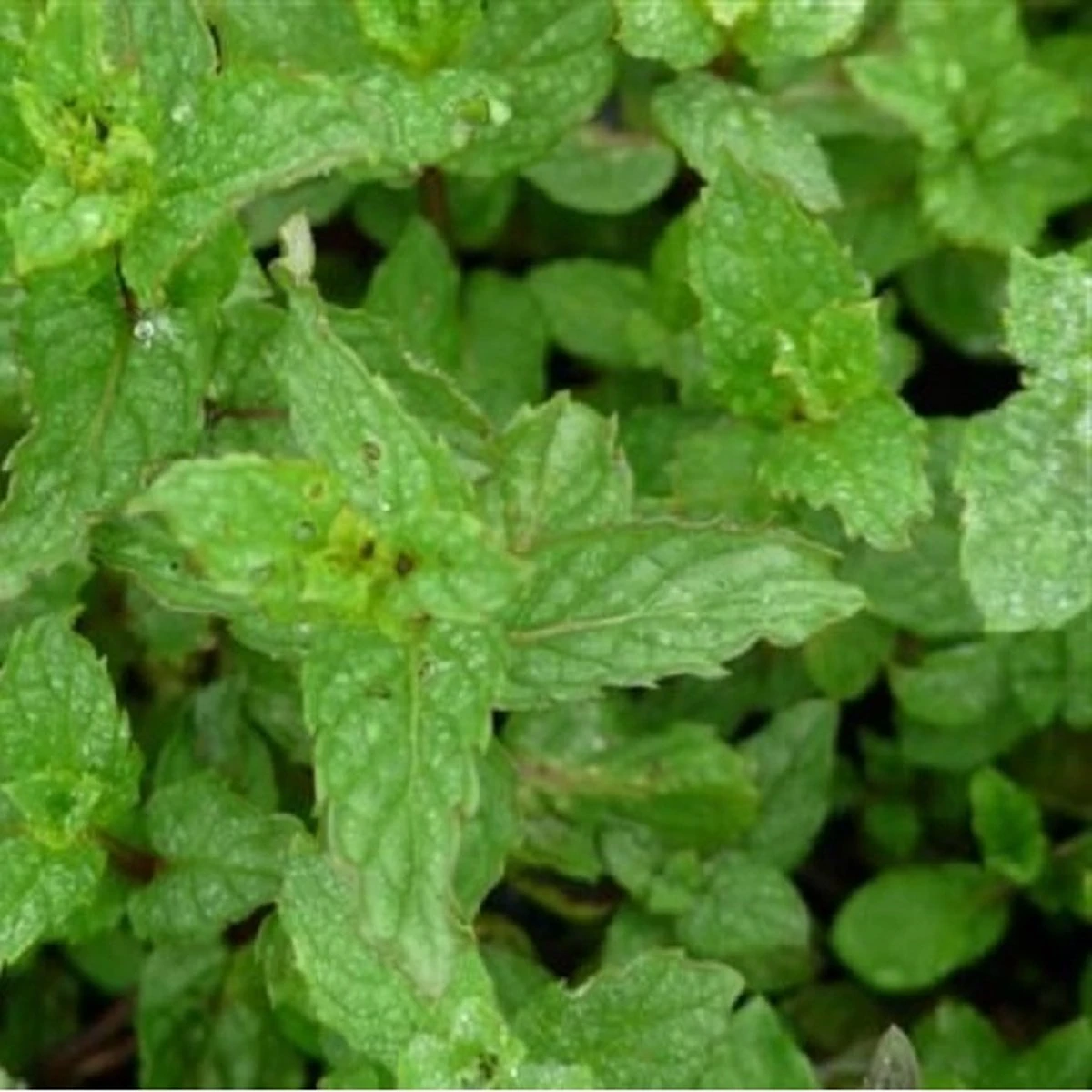 Kruidentuin - 6 Soorten Kruidenplanten: Maggi, Munt, Citroenmelisse, Curry, Rozemarijn, Tijm - Herbs - Kruidenplanten - Tuinplanten - Afbeelding 4