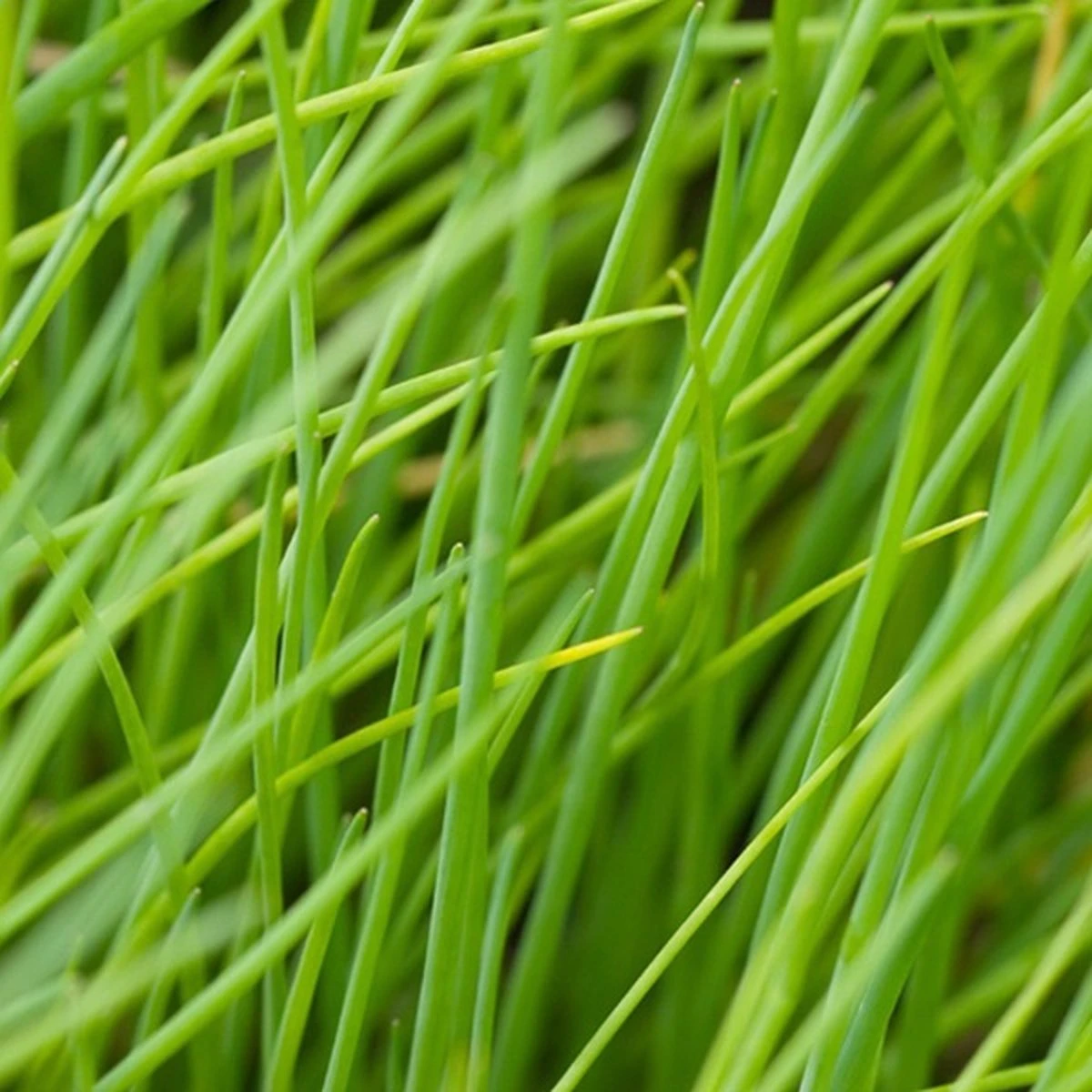 Kruidentuin - 6 Soorten Kruidenplanten: Maggi, Munt, Citroenmelisse, Curry, Rozemarijn, Tijm - Herbs - Kruidenplanten - Tuinplanten - Afbeelding 5