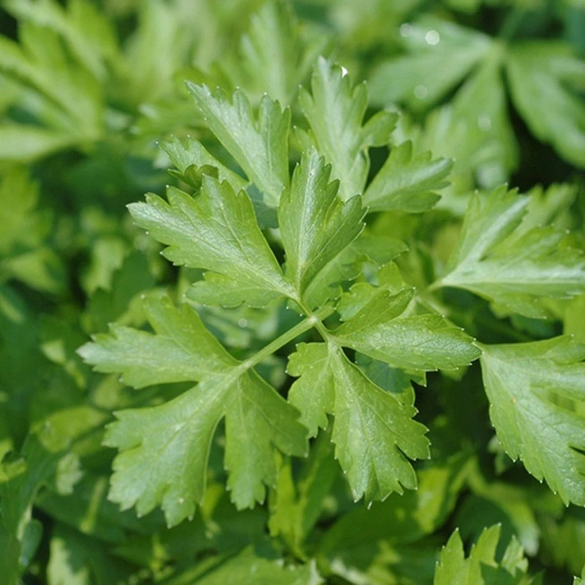 Kruidentuin - 6 Soorten Kruidenplanten: Maggi, Munt, Citroenmelisse, Curry, Rozemarijn, Tijm - Herbs - Kruidenplanten - Tuinplanten - Afbeelding 6