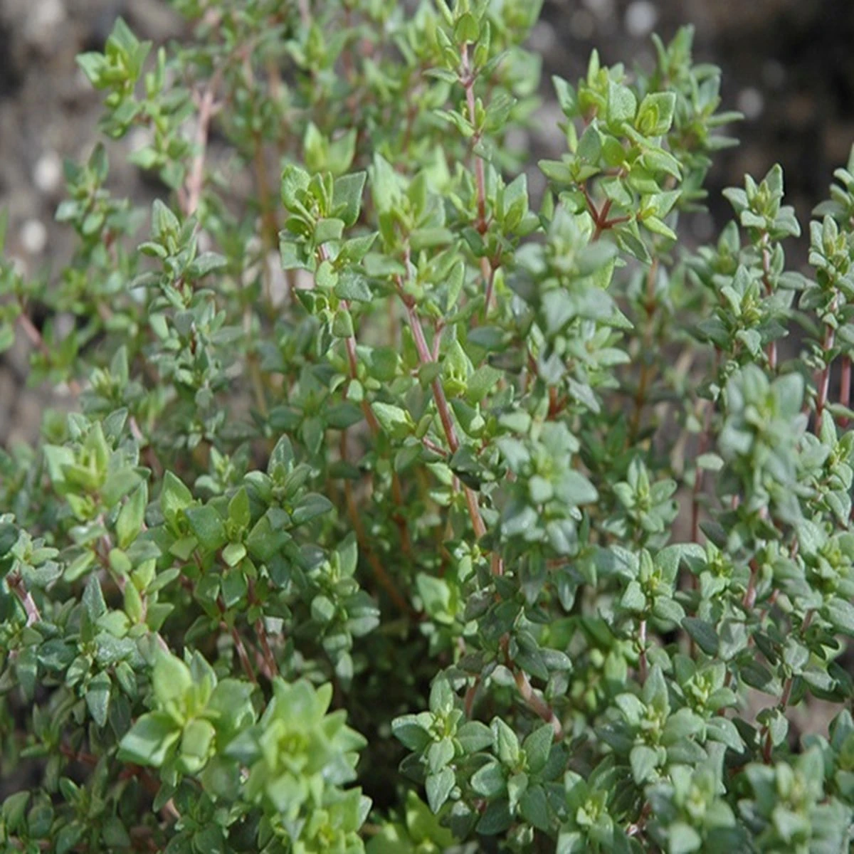 Kruidentuin - 6 Soorten Kruidenplanten: Maggi, Munt, Citroenmelisse, Curry, Rozemarijn, Tijm - Herbs - Kruidenplanten - Tuinplanten - Afbeelding 7
