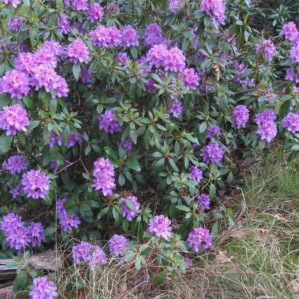 Rhododendron 'Gristede' 20-30 Cm In Pot - Afbeelding 2