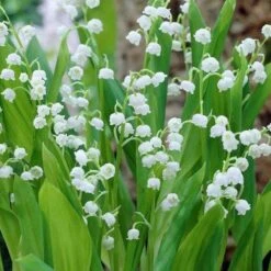 Convallaria Majalis - 10 Planten - Lelietje Van Dalen - Meiklokje - Winterhard - Garden Select