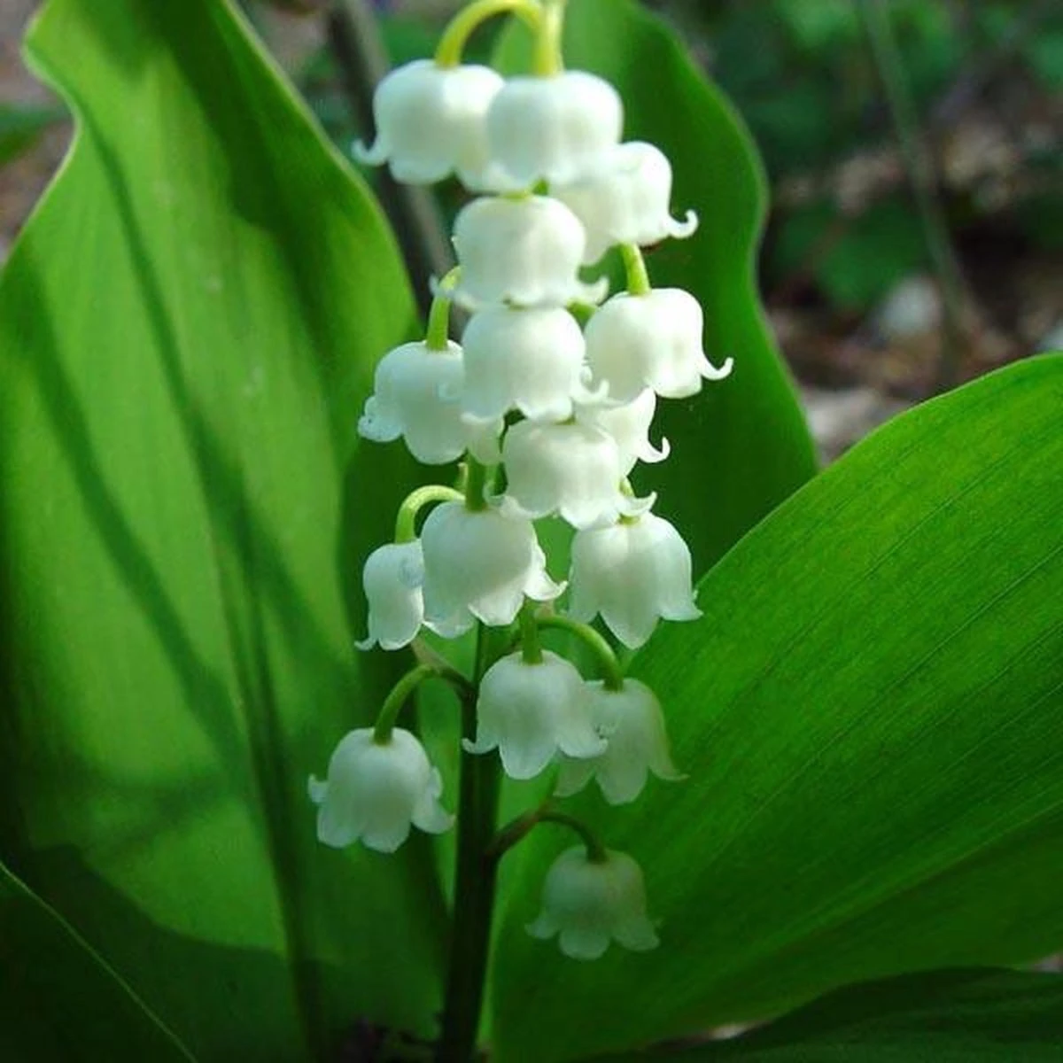 Convallaria Majalis - 10 Planten - Lelietje Van Dalen - Meiklokje - Winterhard - Garden Select - Afbeelding 2