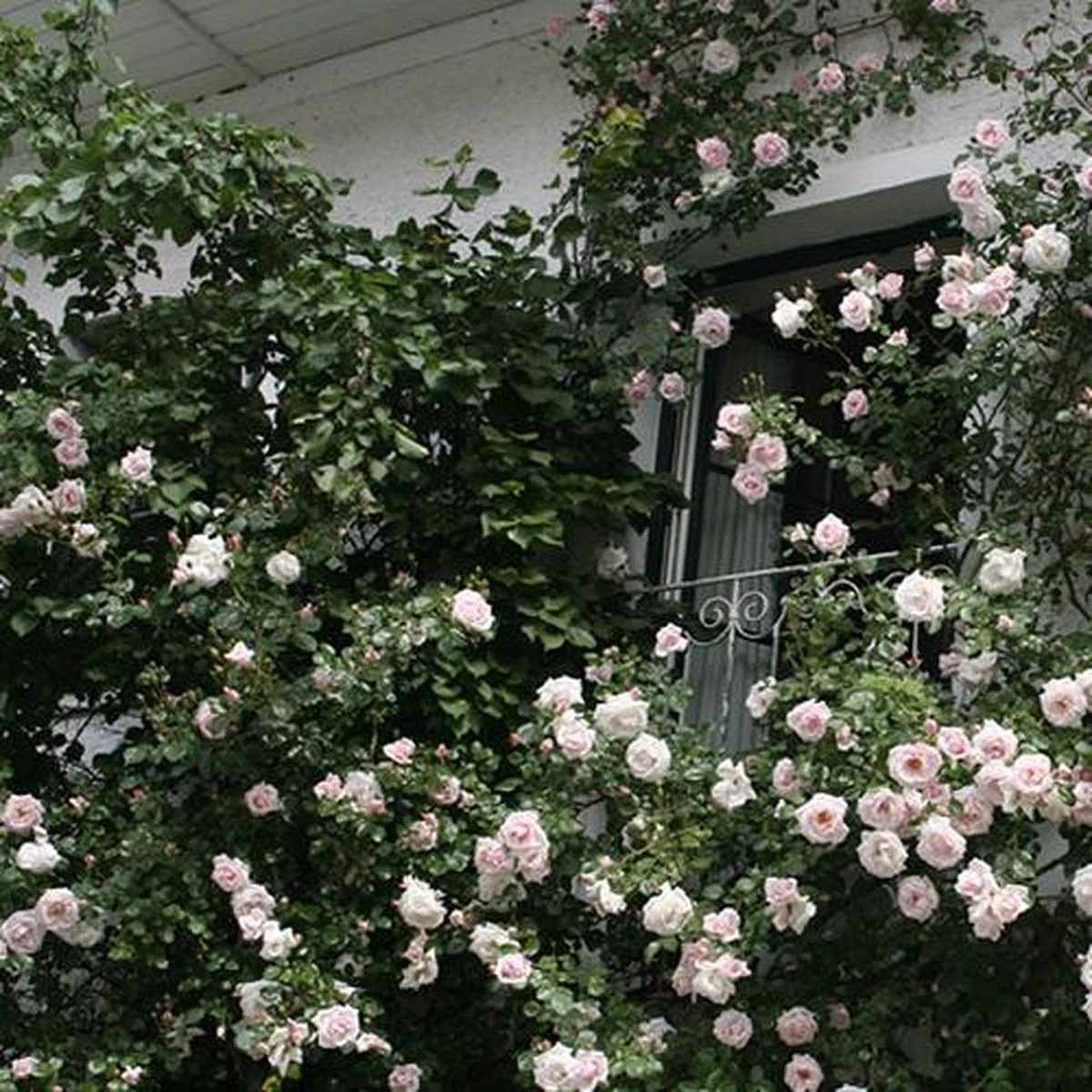 New Dawn (Klimroos) - Klimplant | Roze Doorbloeiende Klimroos - Meerjarig En Winterhard | Roos - Afbeelding 4