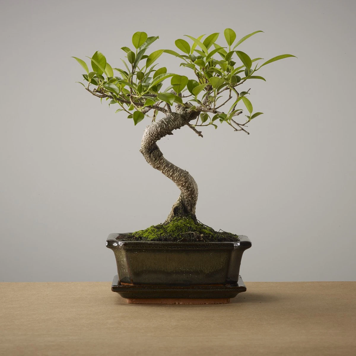 Bonsai Of Yugen - Authentieke Bonsai - 5 Jaar Oud - Inclusief Pot & Schaal Van Japans Keramiek - Soort: Ficus Retusa - The Bonsaïst