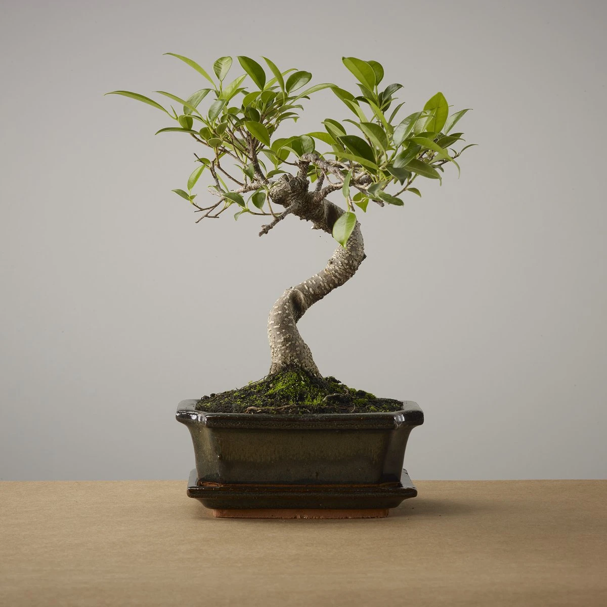 Bonsai Of Yugen - Authentieke Bonsai - 5 Jaar Oud - Inclusief Pot & Schaal Van Japans Keramiek - Soort: Ficus Retusa - The Bonsaïst - Afbeelding 2